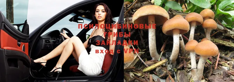 shop как зайти  Лесозаводск  Псилоцибиновые грибы Magic Shrooms 